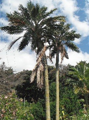 Heart of Palm Tree Juana Australis